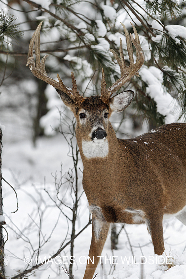 White-tailed buck in winter habitat.