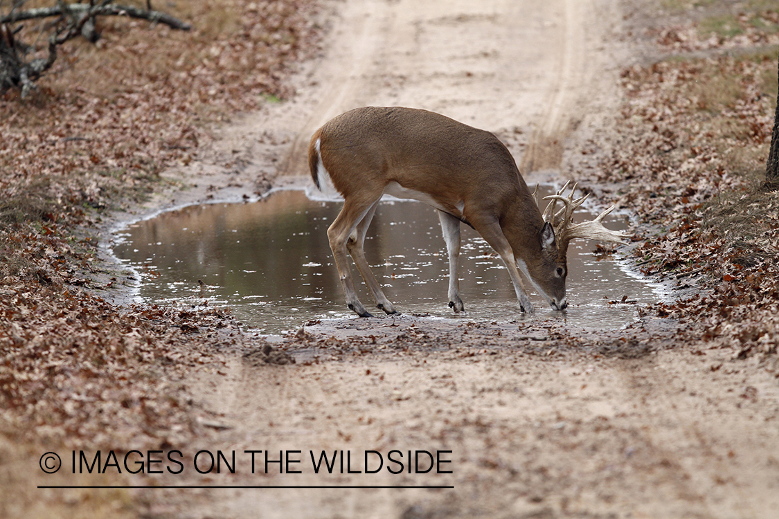 White-tailed buck in habitat.