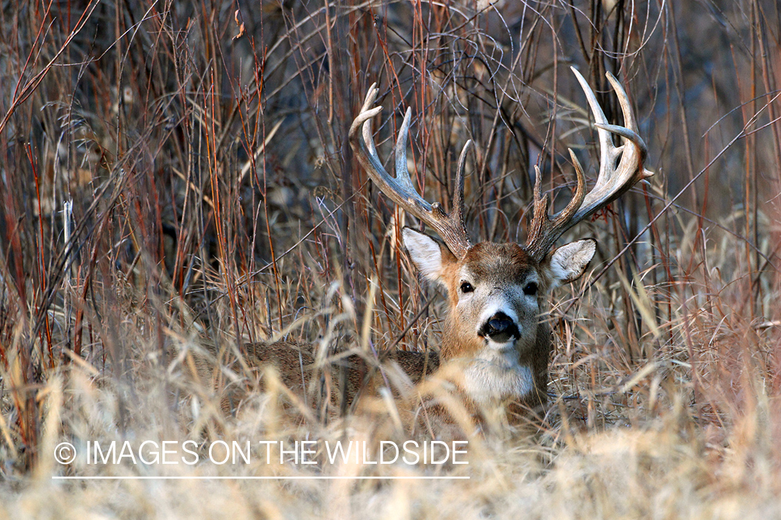 White-tailed buck in habitat.