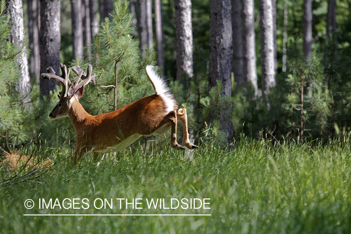 White-tailed buck fleeing in habitat.