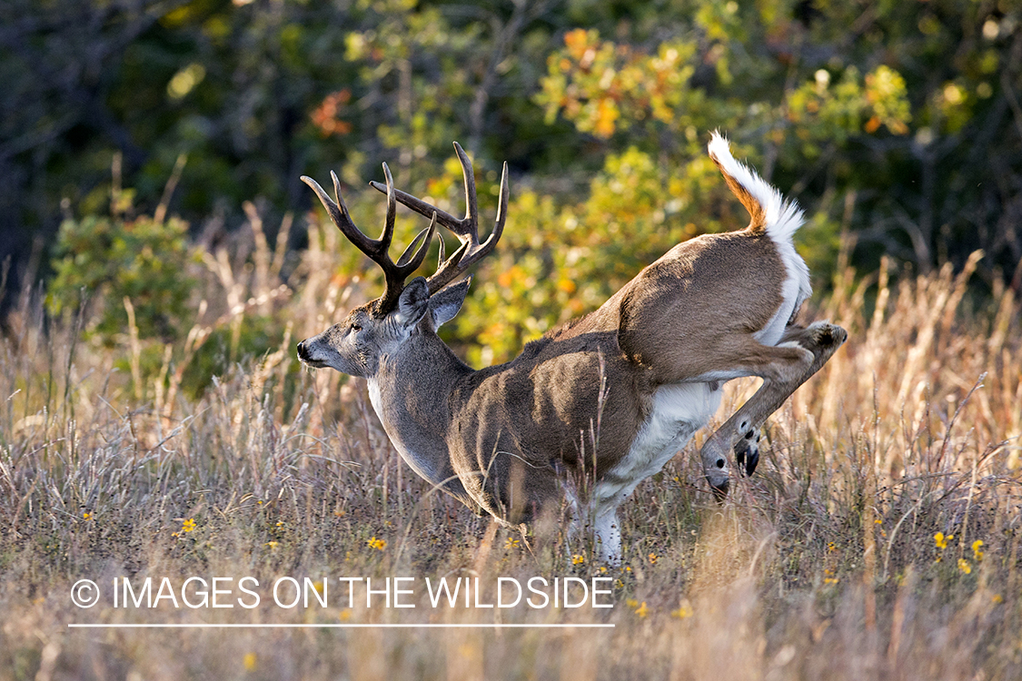 White-tailed buck fleeing in habitat.