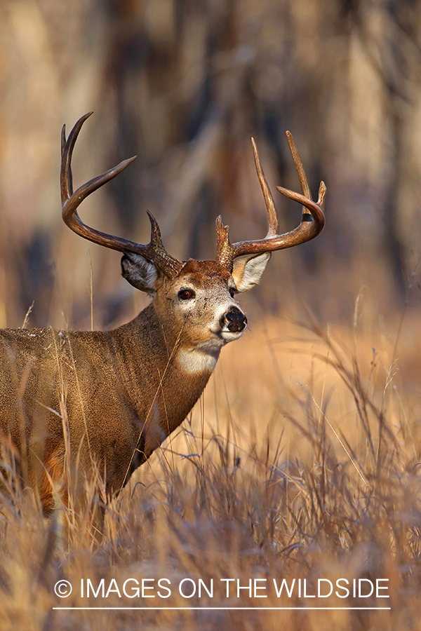 White-tailed buck in habitat. 