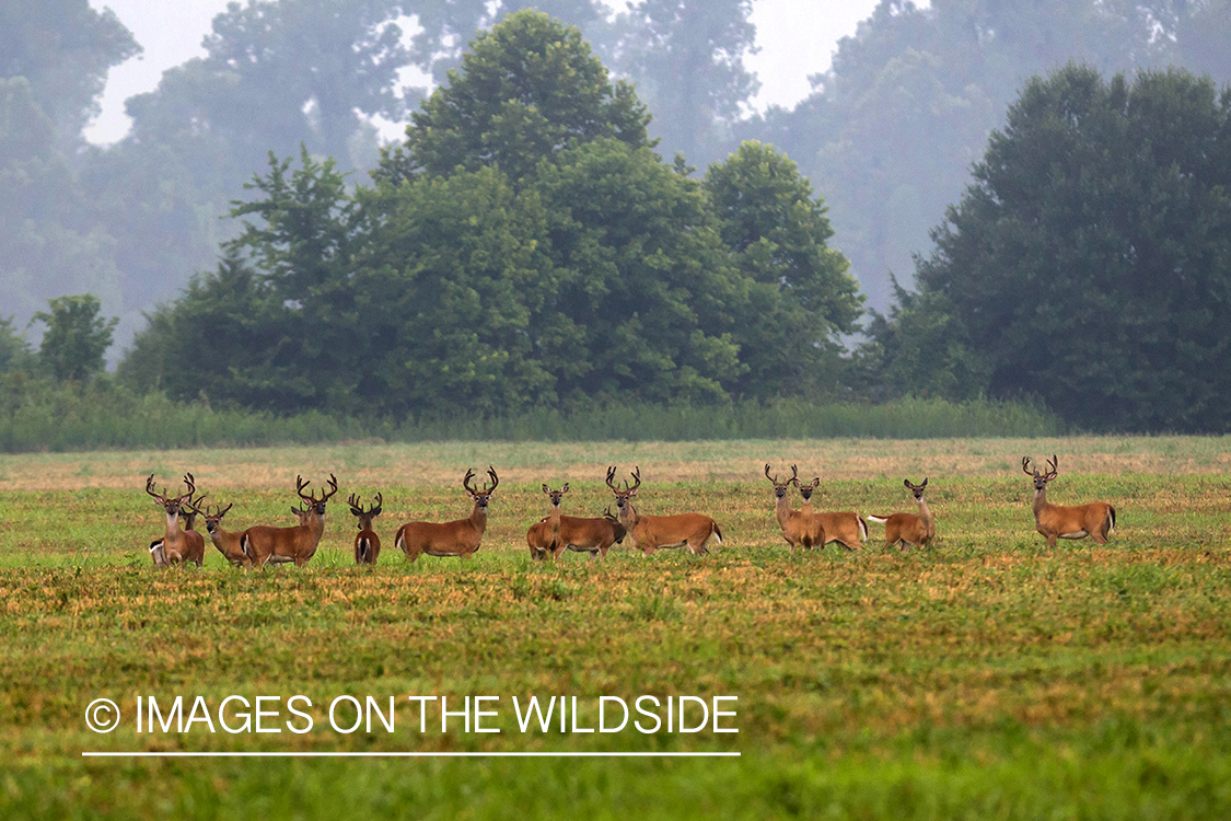 Herd of White-tailed deer in velvet.