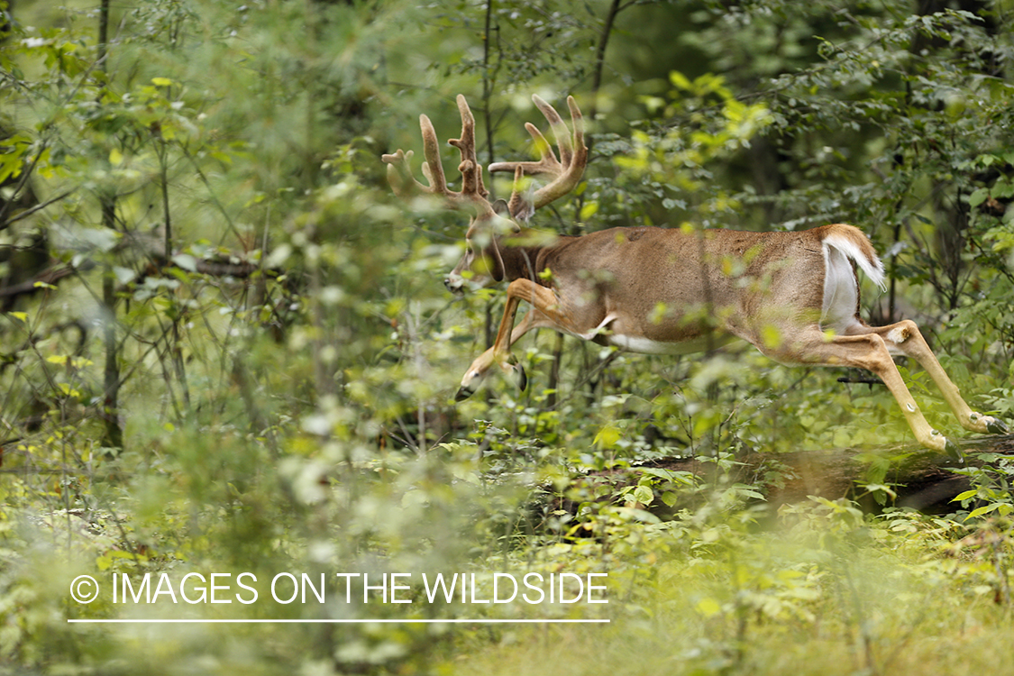 White-tailed buck fleeing.