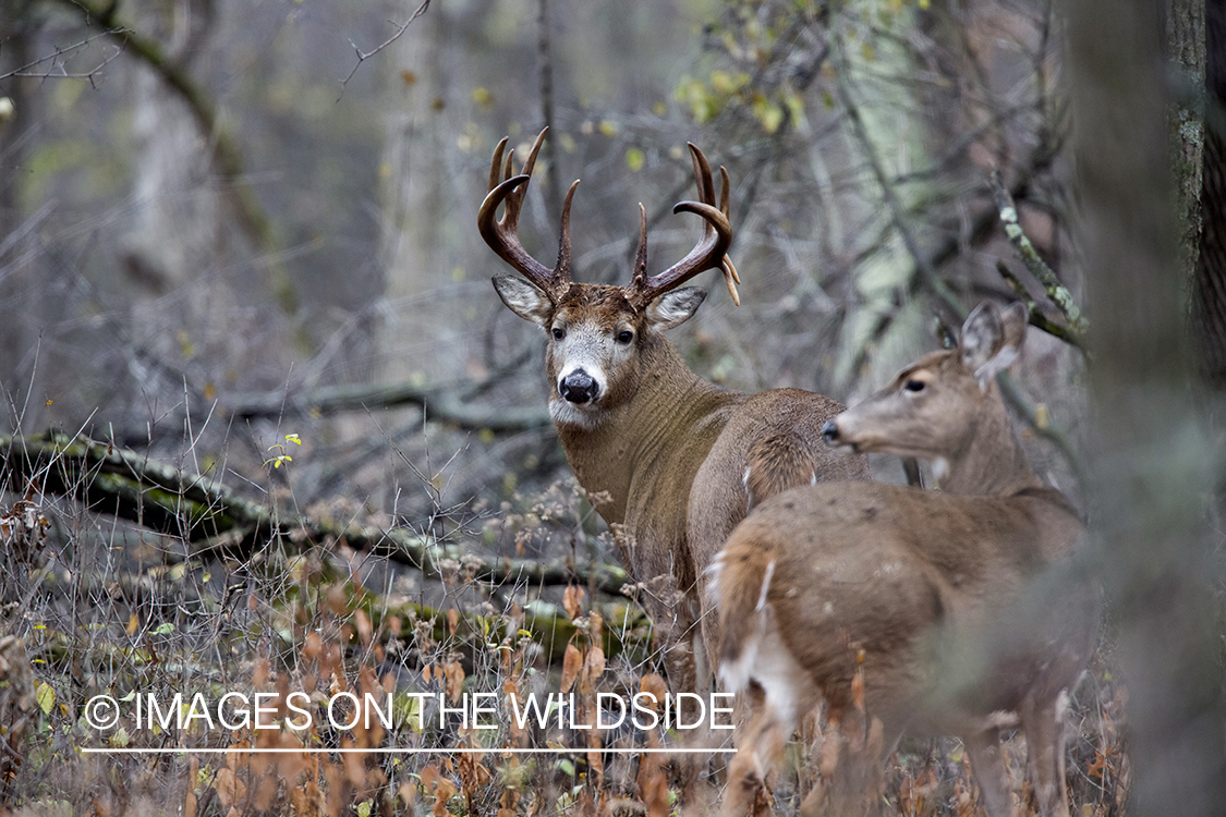 White-tailed buck and doe in habitat.