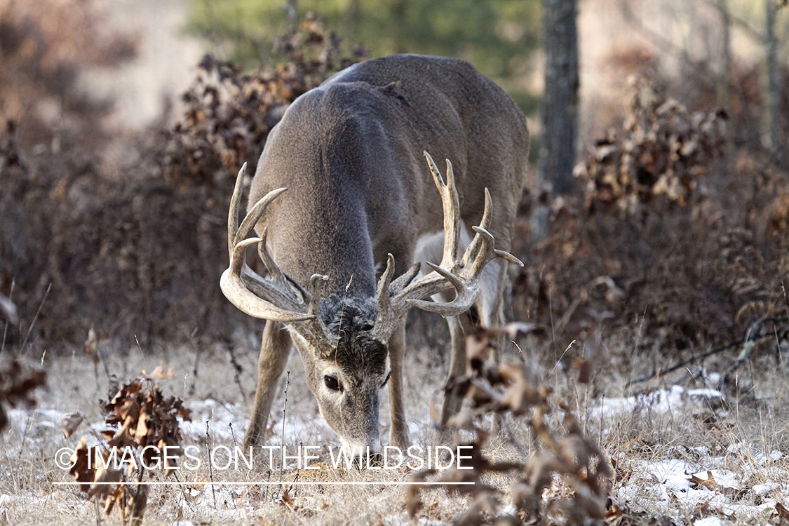 White-tailed buck following doe trail during the rut.
