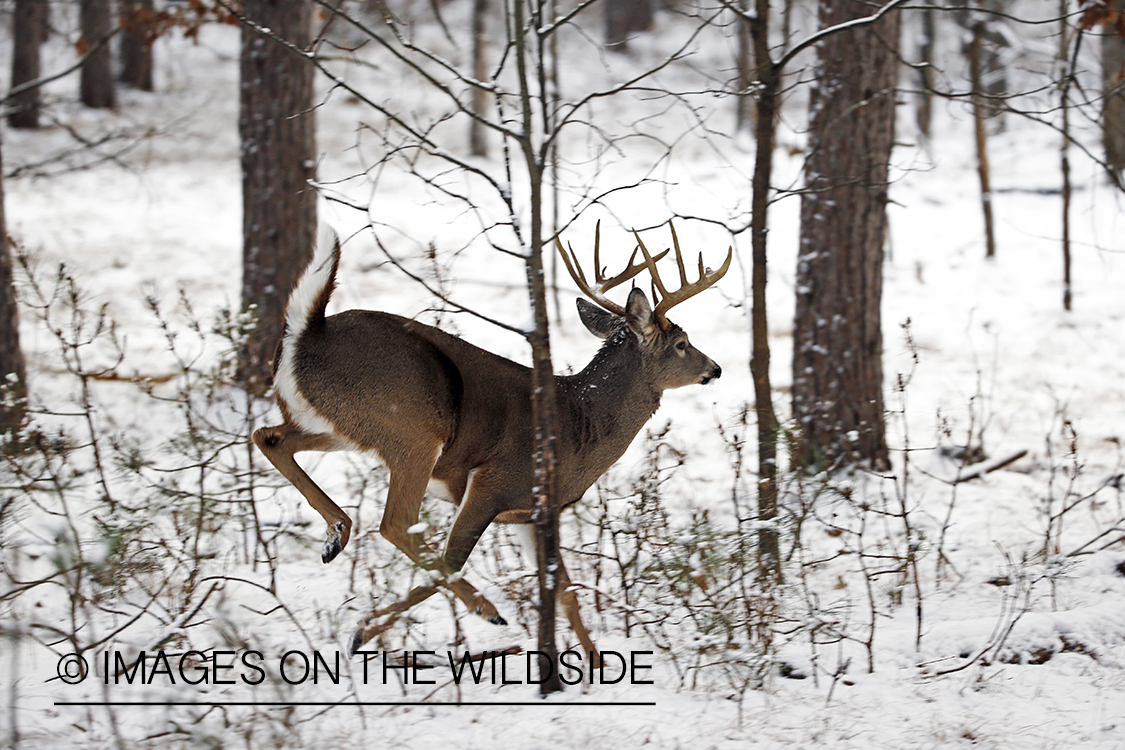 White-tailed buck in fleeing.