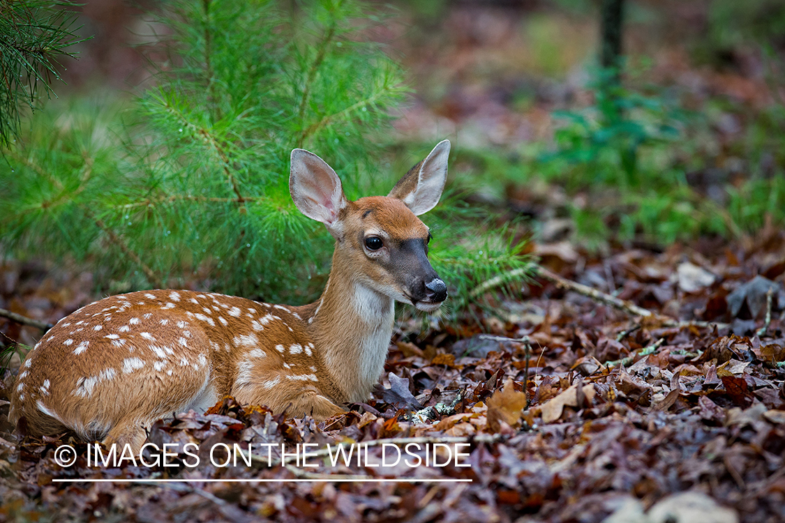 White-tailed fawn laying in leaves.