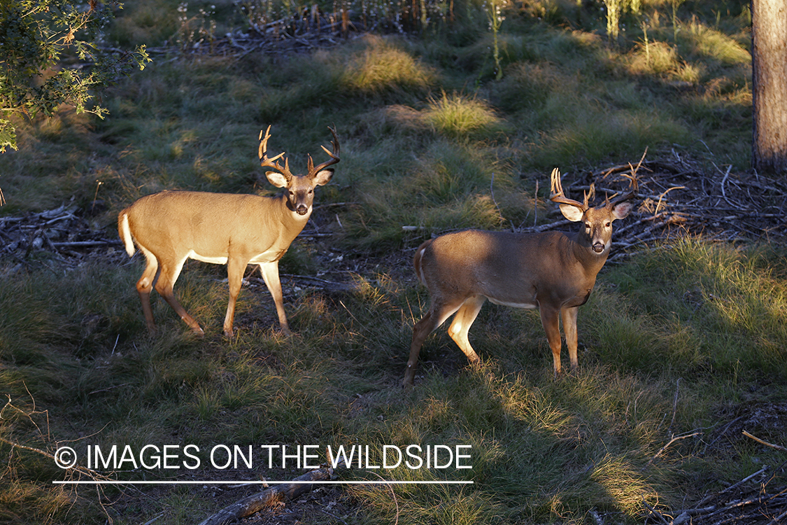 White-tailed buck photographed from tree stand.