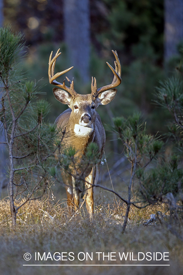 White-tailed buck in the Rut in habitat.