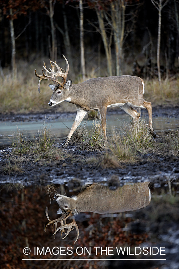 White-tailed buck with reflection in water.