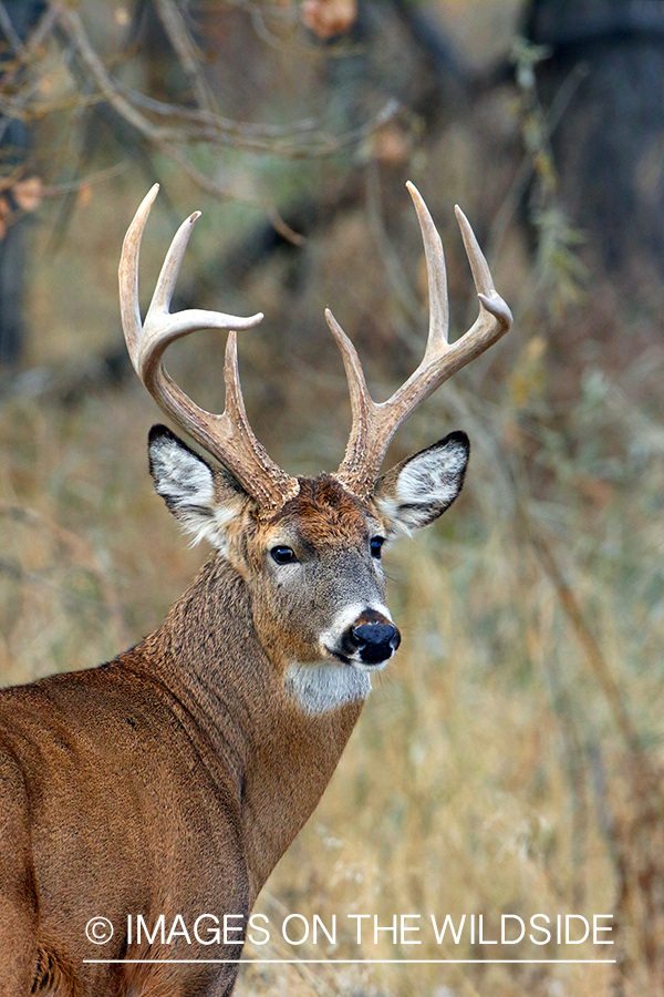 White-tailed buck in habitat.