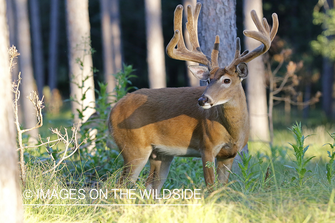 White-tailed buck in velvet.