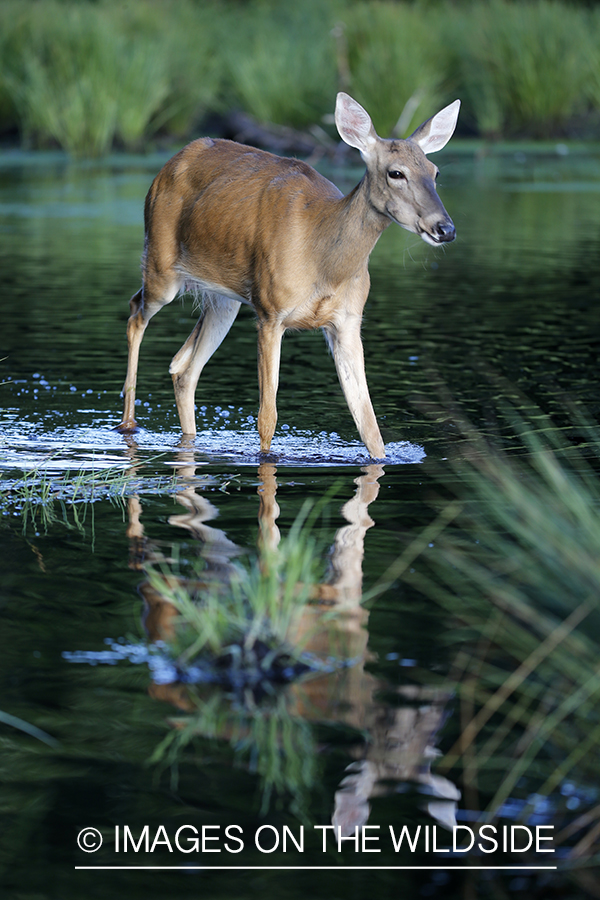 White-tailed deer in velvet next to water. 