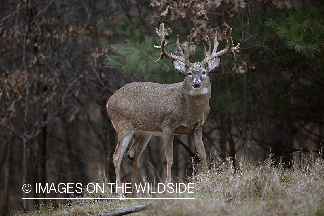 White-tailed buck in field.