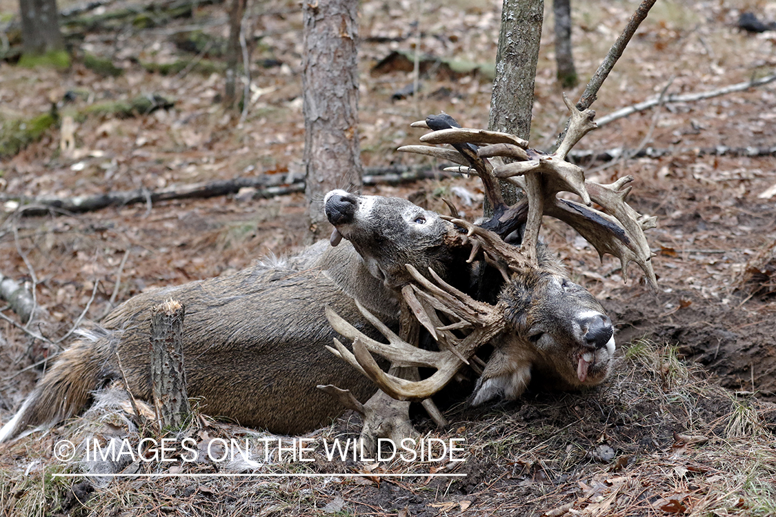 White-tailed deer bucks died fighting with locked antlers.