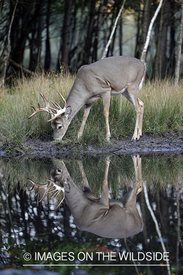 White-tailed buck by water with reflection.