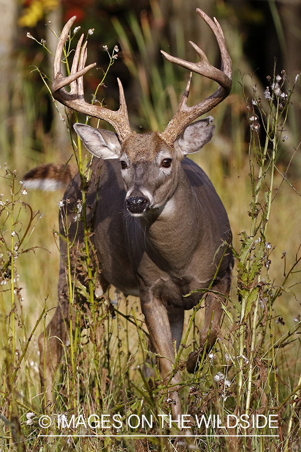 White-tailed buck in the rut.