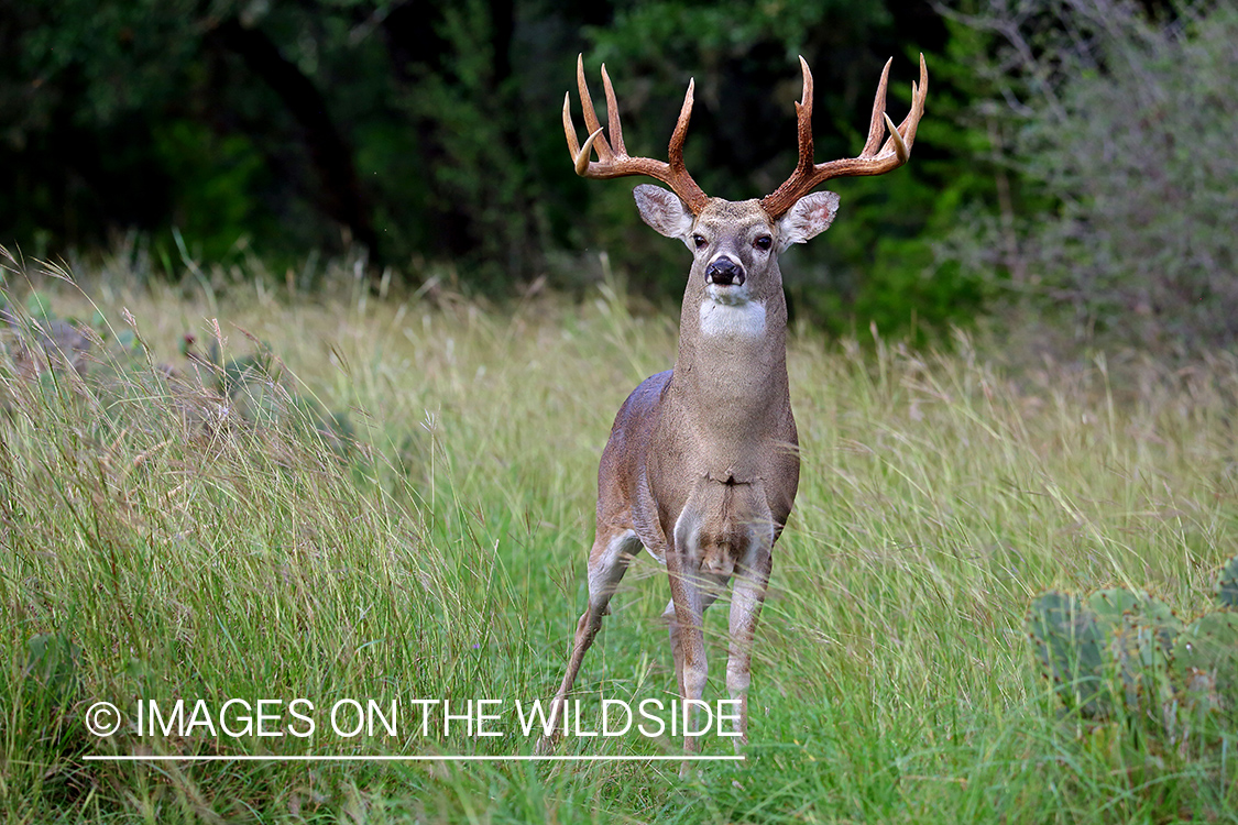 White-tailed buck in the rut.