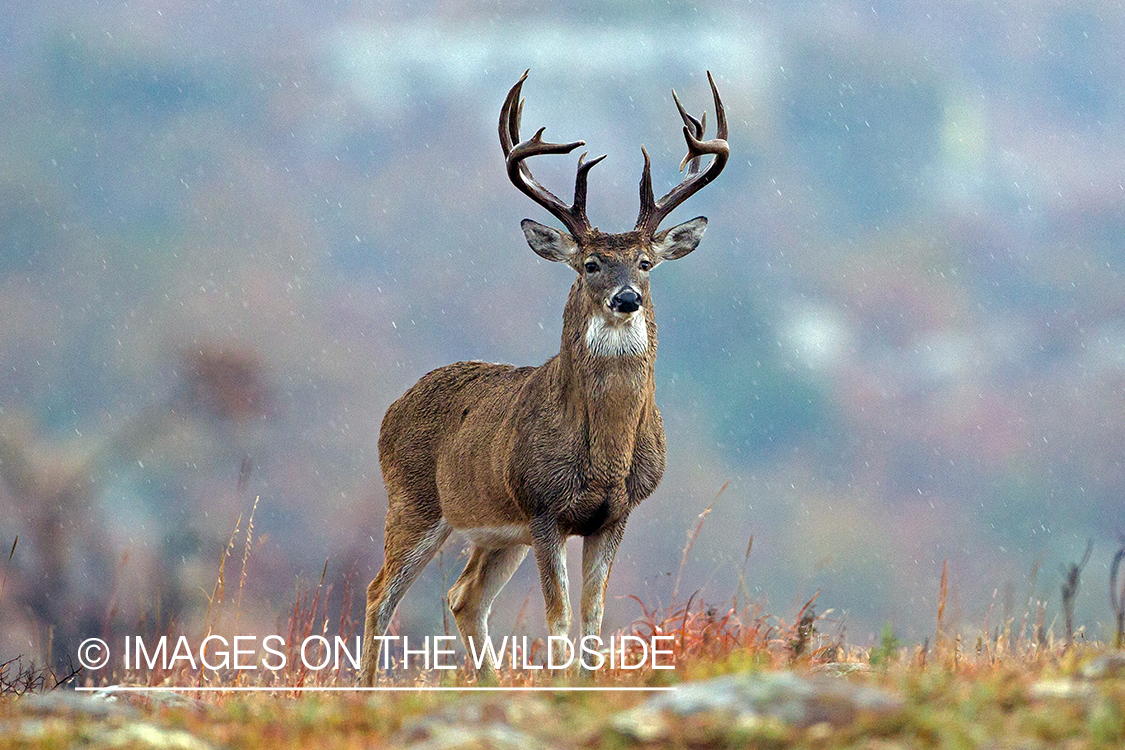 White-tailed buck in field.