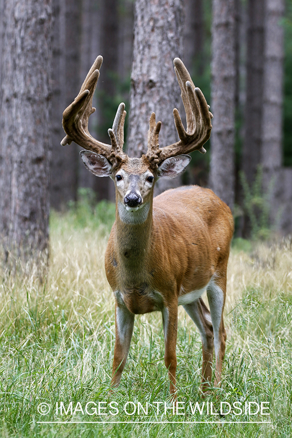 White-tailed buck in Velvet.