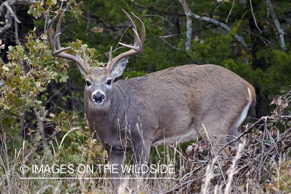 White-tailed buck in field.