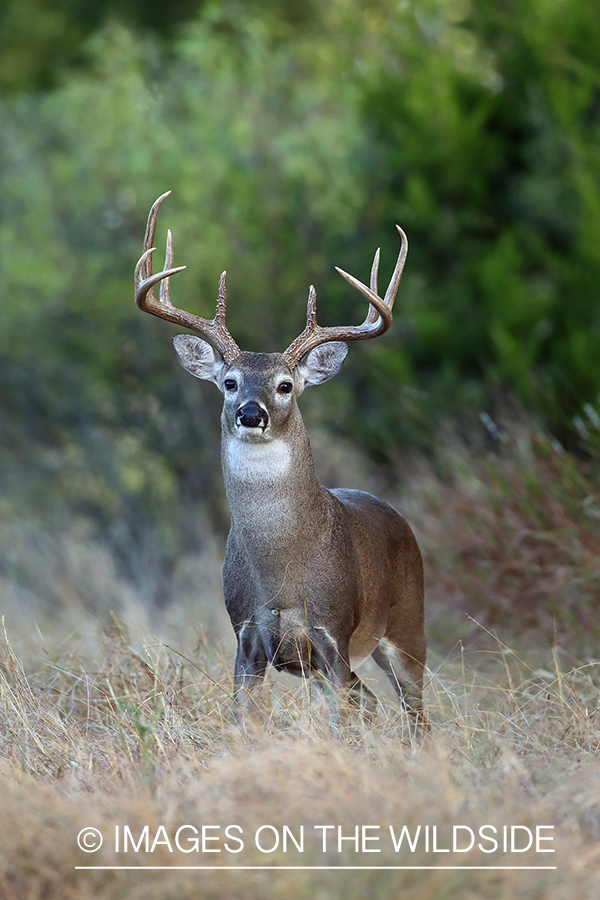 White-tailed buck in field.