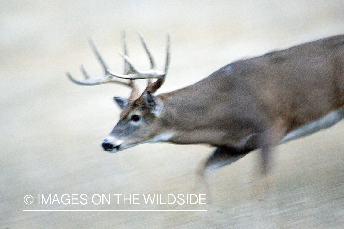 White-tailed deer in habitat