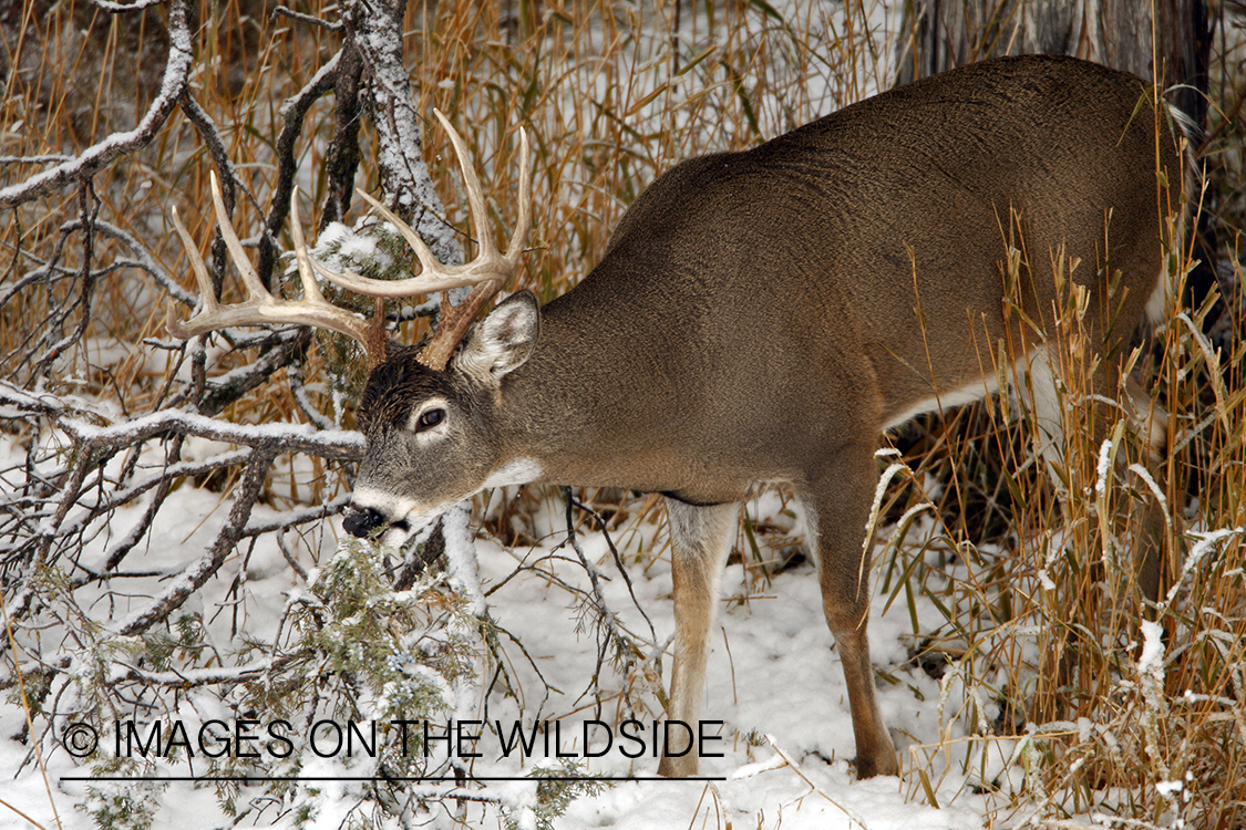 White-tailed deer in habitat