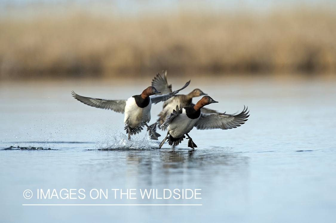 Canvasback in habitat.