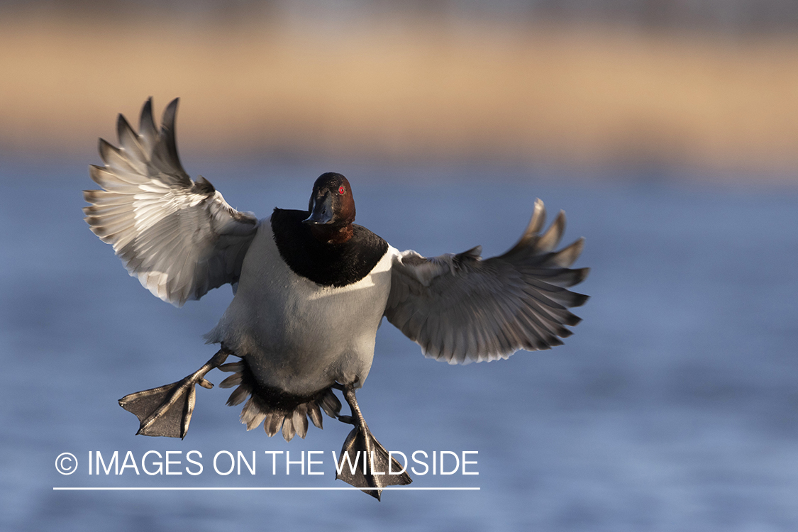 Canvasback drake in flight.