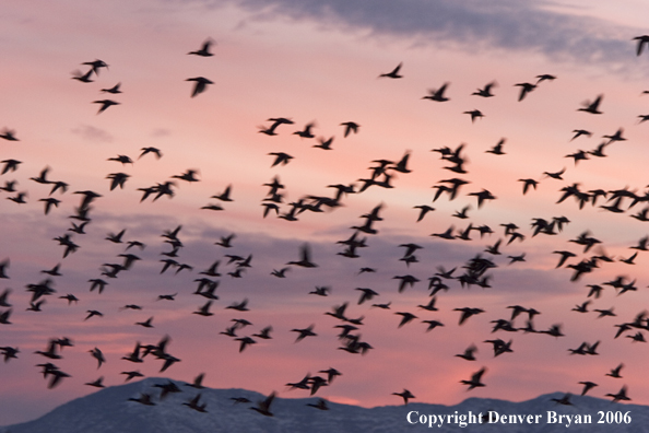 Flock of mallards in flight.