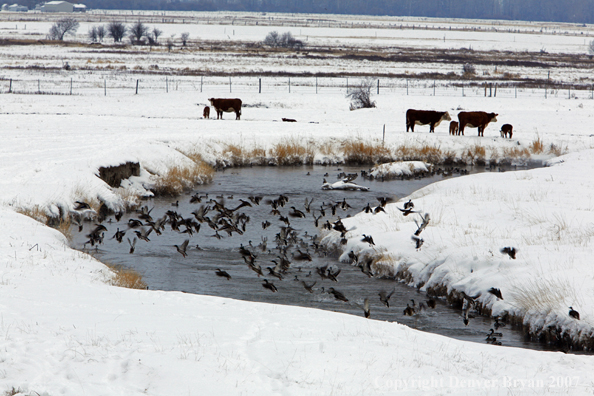 Flock of Mallard Ducks