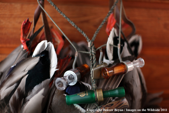 Bagged mallards hanging with duck calls. 