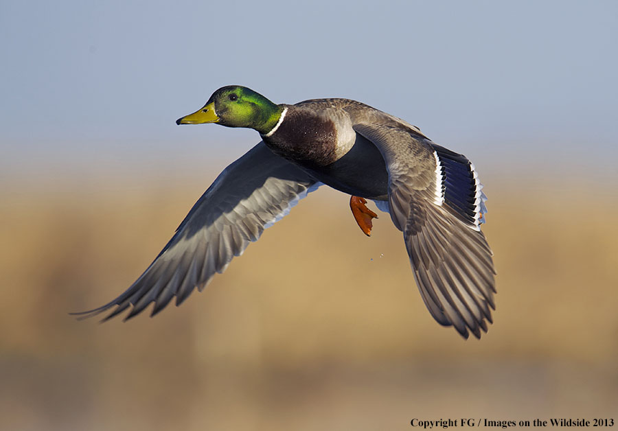 Mallard in flight.