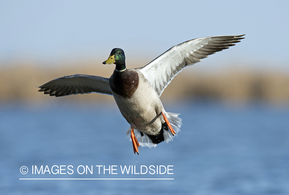 Mallard in flight.