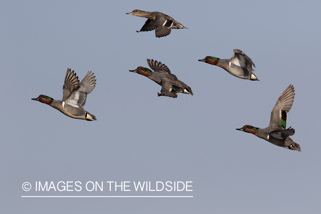 Green-winged Teal in flight.