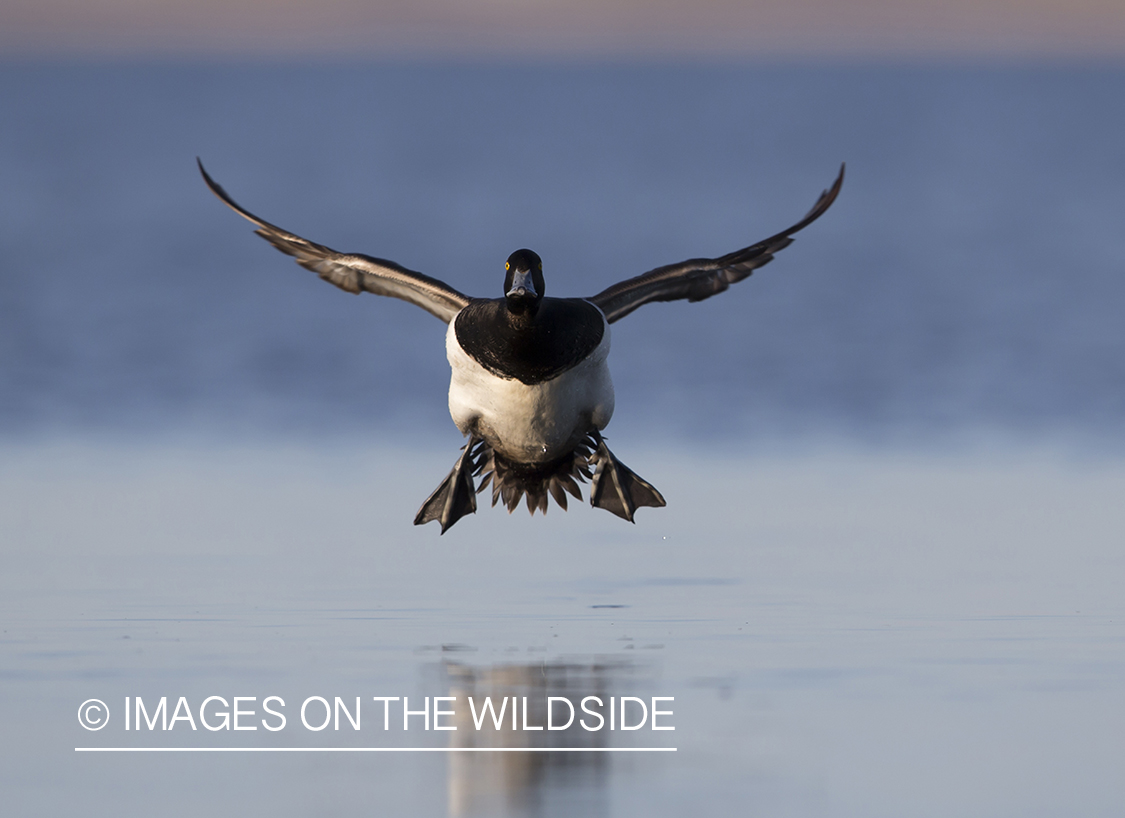 Lesser Scaup in flight.