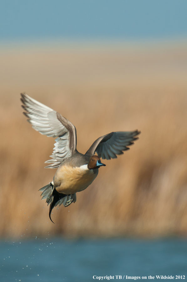 Pintail Ducks in wetland.