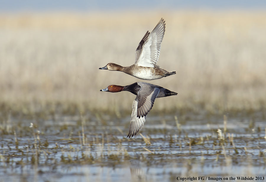 Redhead ducks in flight.