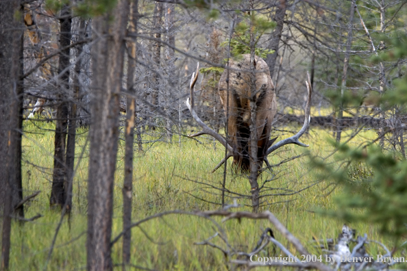 Rocky Mountain bull elk rubbing.