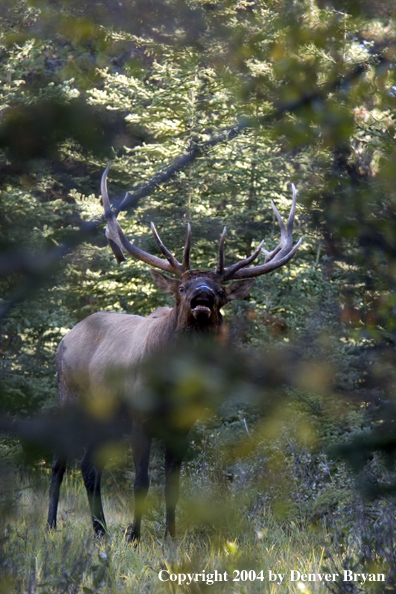 Rocky Mountain bull elk bugling.