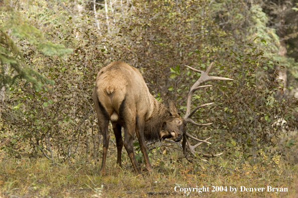 Rocky Mountain bull elk rubbing antlers/scraping on bush