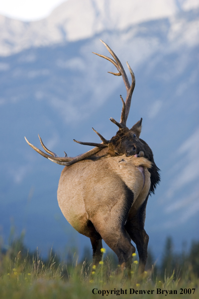 Rocky Mountain Elk