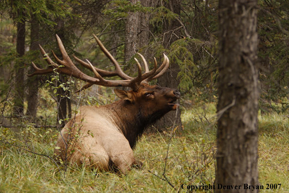 Rocky Mountain Elk bedded down