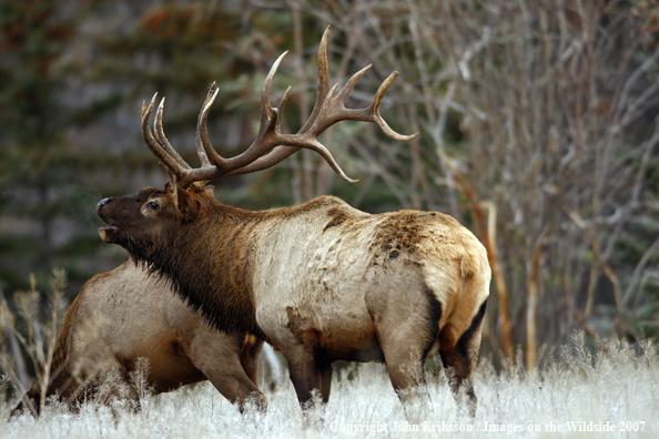 Rocky Mountain Elk bugling