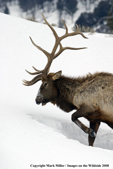 Rocky Mountain Elk in habitat