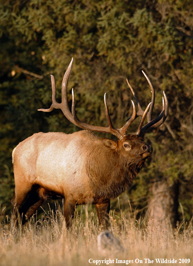 Bull Elk