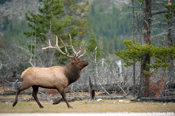 Rocky Mountain Bull Elk