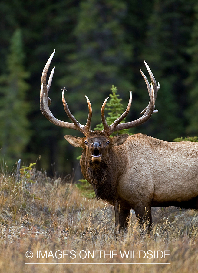 Bull elk bugling. 